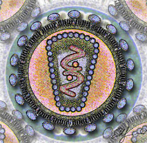 By Los Alamos National Laboratory Stylized rendering of a cross-section of the AIDS virus